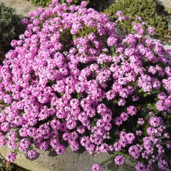 AETHIONEMA armenum 'Warley Rose' - Aethionema D'Armenie