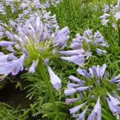 AGAPANTHUS 'Blue Triumphator' - Agapanthe à fleurs bleues