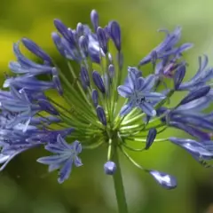 AGAPANTHUS 'Blue Triumphator' - Agapanthe à fleurs bleues