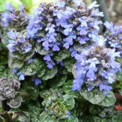 AJUGA pyramidalis 'Metallica Crispa' - Bugle pyramidalis