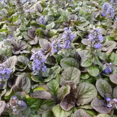 AJUGA reptans 'Catlin's Giant' - Bugle rampant