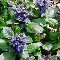 AJUGA reptans 'Catlin's Giant' - Bugle rampant