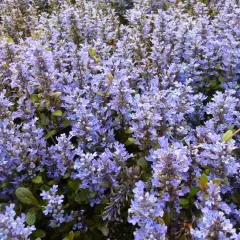 AJUGA reptans 'Chocolate Chip'