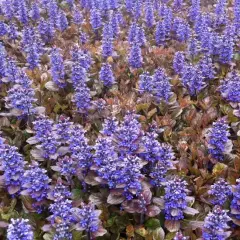 AJUGA reptans 'Multicolor' - Bugle rampant