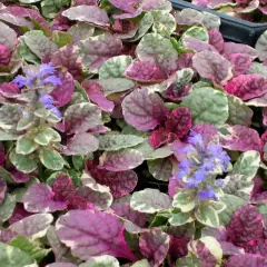 AJUGA reptans 'Multicolor' - Bugle rampant