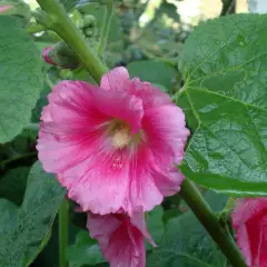 ALCEA rosea 'Rosea' - Rose trémière Rose