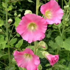 ALCEA rosea 'Rosea' - Rose trémière Rose