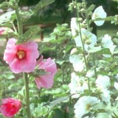ALCEA rosea 'Simplex' - Rose trémière Simplex