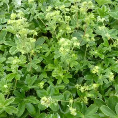 ALCHEMILLA alpina