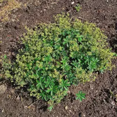 ALCHEMILLA alpina