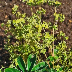 ALCHEMILLA alpina