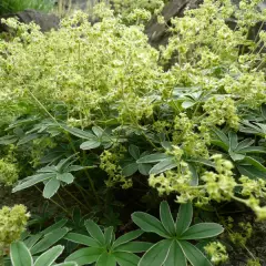 ALCHEMILLA alpina