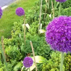 ALLIUM giganteum - Ail géant d'ornement