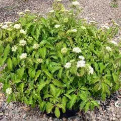 CORNUS stolonifera 'Kelseyi' - Cornouiller stolonifère