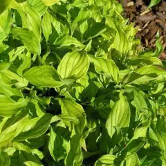 CORNUS stolonifera 'Kelseyi' - Cornouiller stolonifère