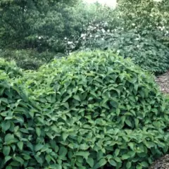 CORNUS stolonifera 'Kelseyi' - Cornouiller stolonifère