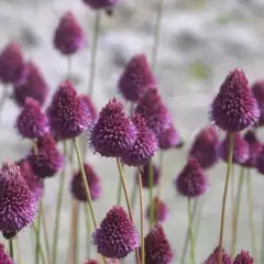 ALLIUM sphaerocephalum - Ail d'ornement