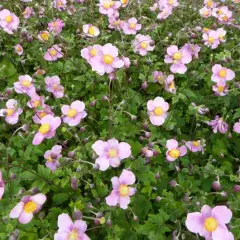 ANEMONE hupehensis 'Splendens'