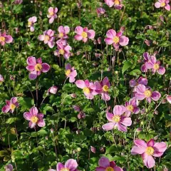 ANEMONE hupehensis 'Splendens'