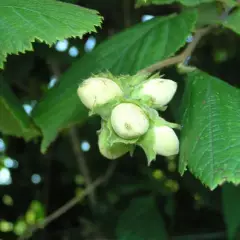 CORYLUS avellana - Noisetier commun