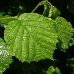 CORYLUS avellana - Noisetier commun