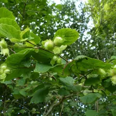 CORYLUS avellana - Noisetier commun