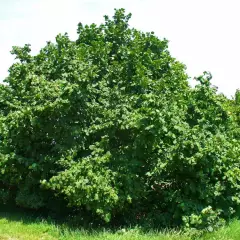 CORYLUS avellana - Noisetier commun