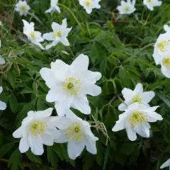 ANEMONE nemorosa - Anémone des bois