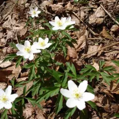 ANEMONE nemorosa - Anémone des bois