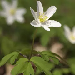 ANEMONE nemorosa - Anémone des bois