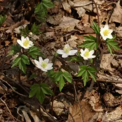 ANEMONE nemorosa - Anémone des bois