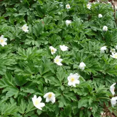 ANEMONE nemorosa - Anémone des bois