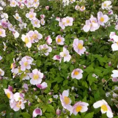 ANEMONE tomentosa 'Robustissima'