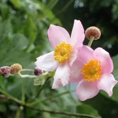 ANEMONE tomentosa 'Robustissima'