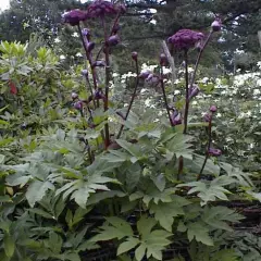 ANGELICA gigas - Angélique rouge