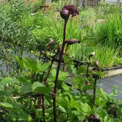 ANGELICA gigas - Angélique rouge