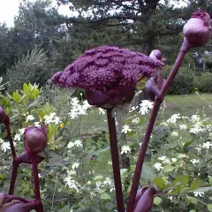 ANGELICA gigas - Angélique rouge