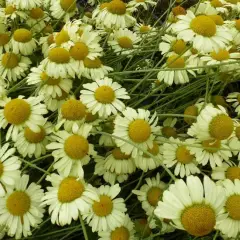 ANTHEMIS tinctoria 'E.C. Buxton' - Oeil de Boeuf