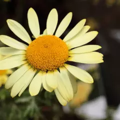 ANTHEMIS tinctoria 'E.C. Buxton' - Oeil de Boeuf