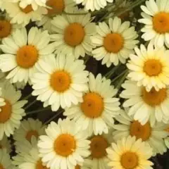 ANTHEMIS tinctoria 'E.C. Buxton' - Oeil de Boeuf