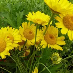 ANTHEMIS tinctoria 'Kelwayi' - Camomille vivace