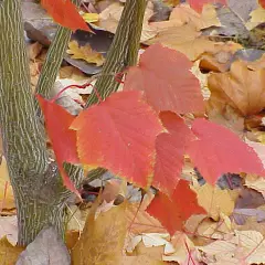 ACER capillipes - Erable à peau de serpent ou érable jaspé