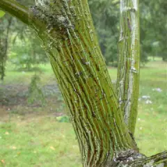 ACER capillipes - Erable à peau de serpent ou érable jaspé