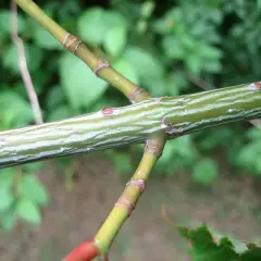 ACER capillipes - Erable à peau de serpent ou érable jaspé