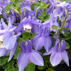 AQUILEGIA flabellata 'Ministar'