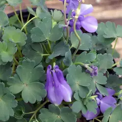 AQUILEGIA flabellata 'Ministar'