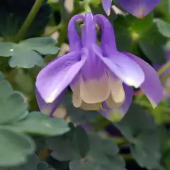 AQUILEGIA flabellata 'Ministar'