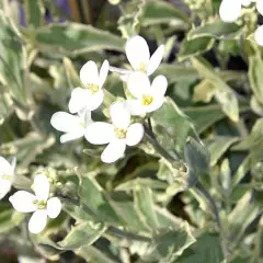 ARABIS ferdinandi- coburgii 'Variegata' - Arabette