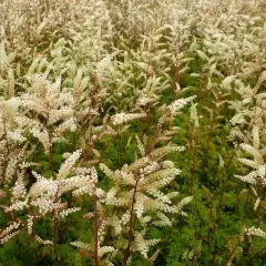 ARUNCUS aethusifolius - Barbe de Bouc