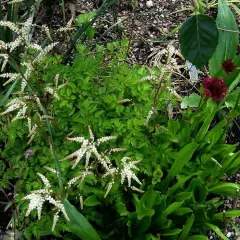 ARUNCUS aethusifolius - Barbe de Bouc